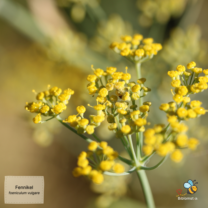 Fennikel - foeniculum vulgare