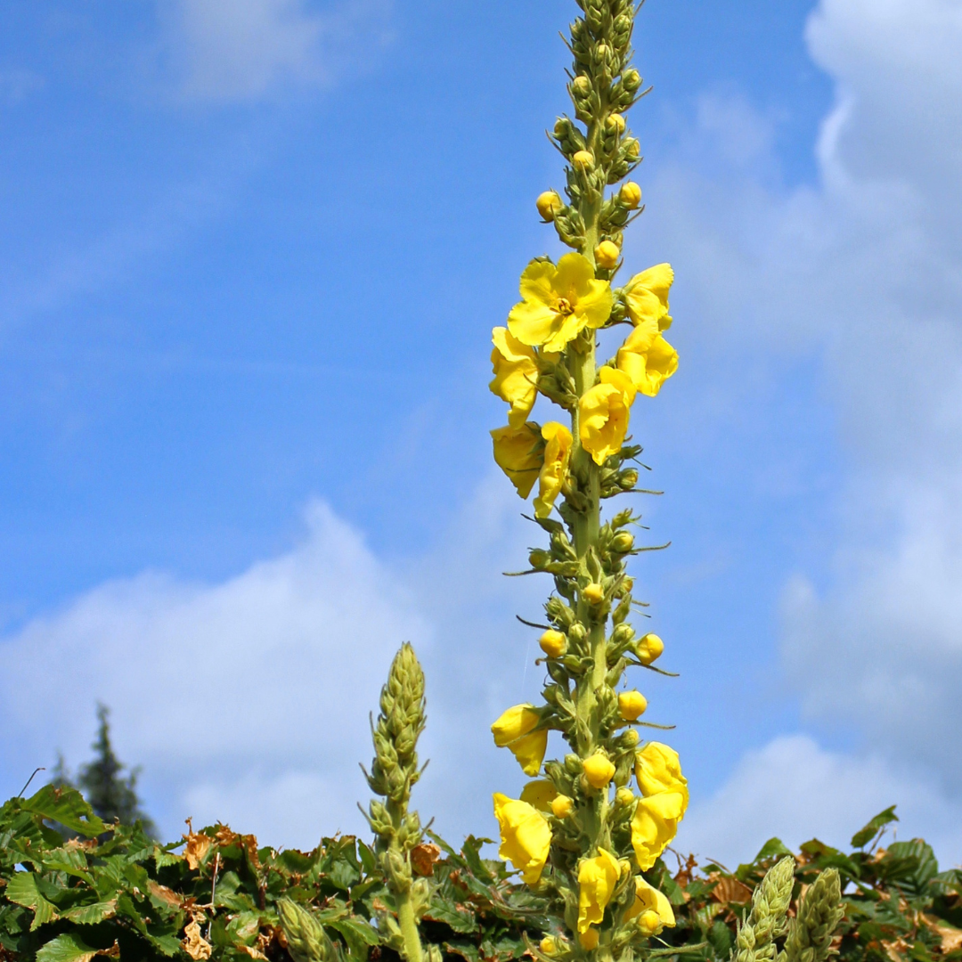 Filtbladet kongelys - Verbascum thapsus