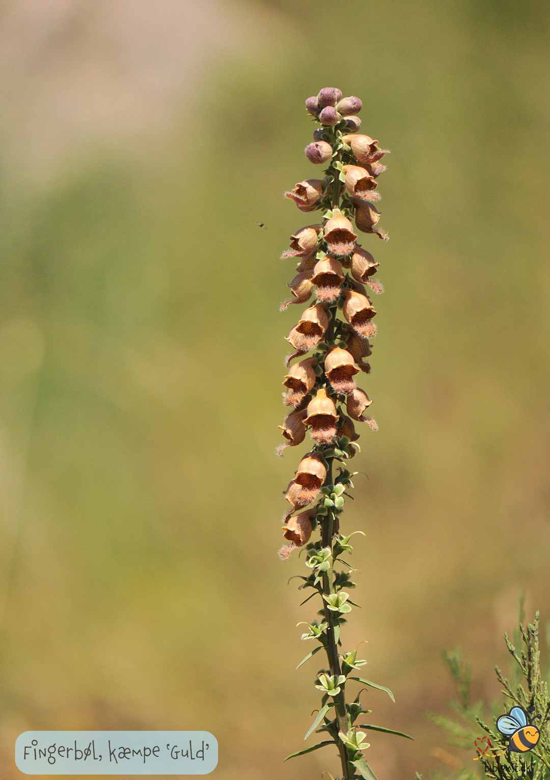 Fingerbøl -Guld kæmpe - Digitalis ferrunginea gigantea