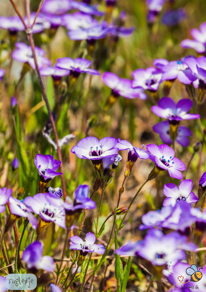 Fugleøje – Gilia tricolor