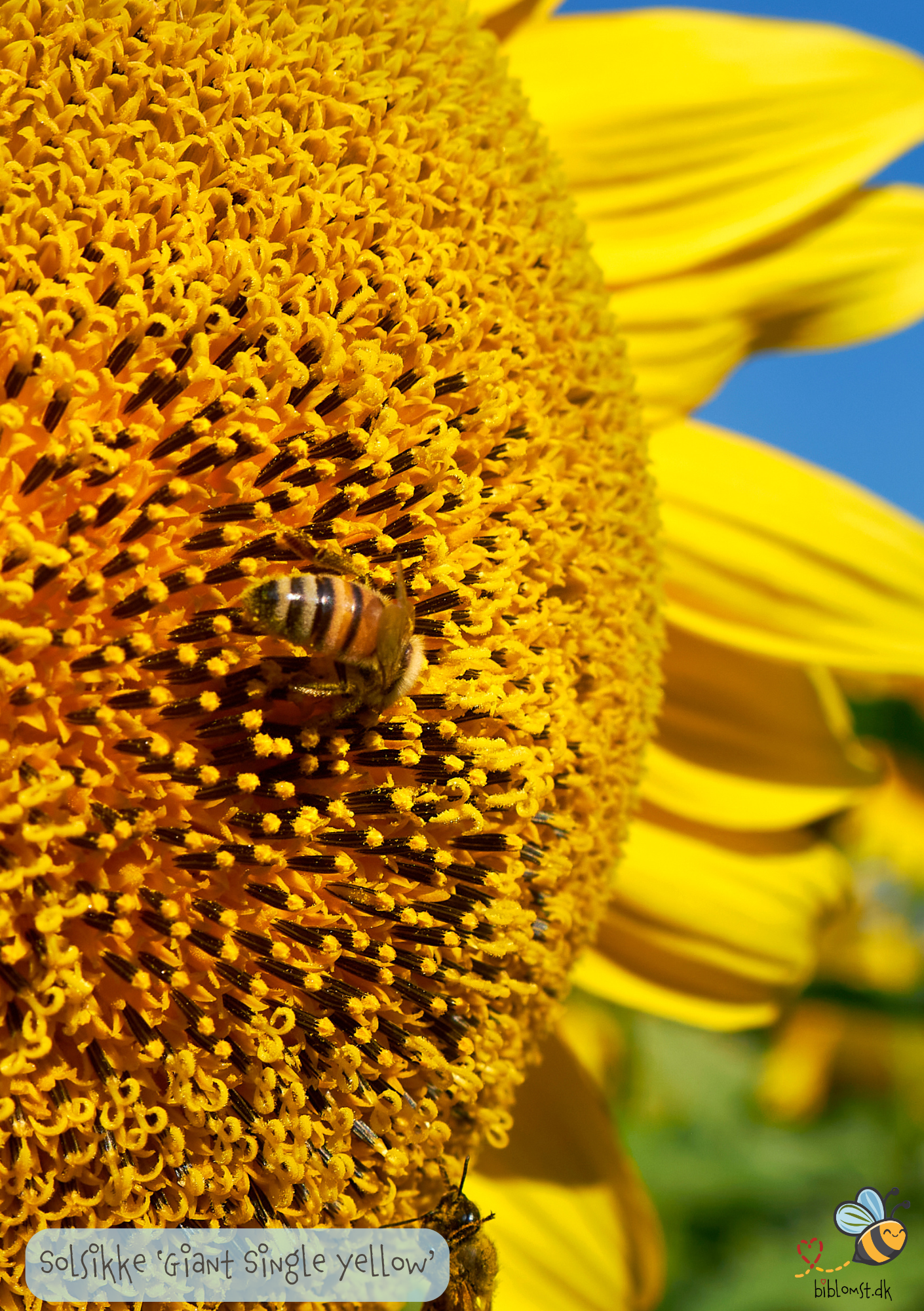 Gigantsolsikken 'Giant Single Yellow' - helianthus annuus