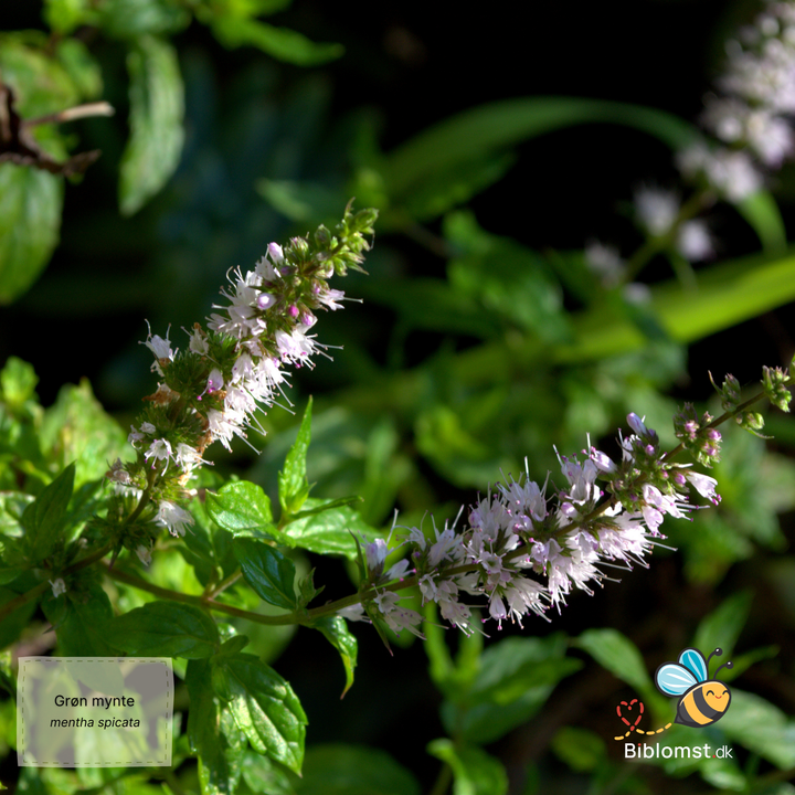 Grøn mynte - mentha spicata