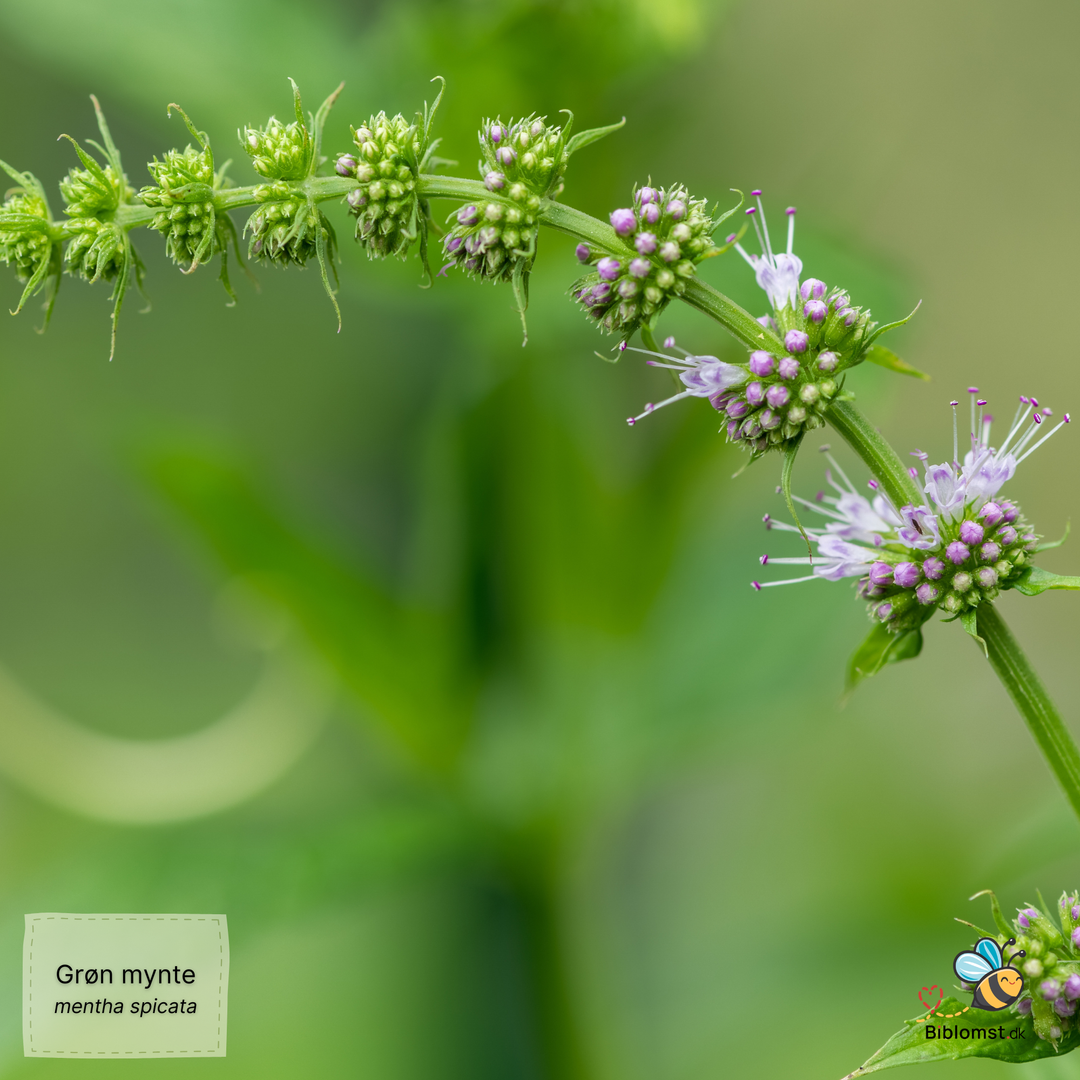 Grøn mynte - mentha spicata