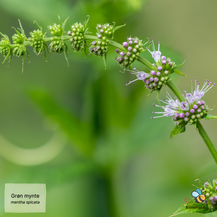 Grøn mynte - mentha spicata