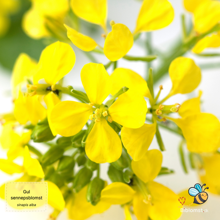 Gul Sennepsblomst - Sinapis alba