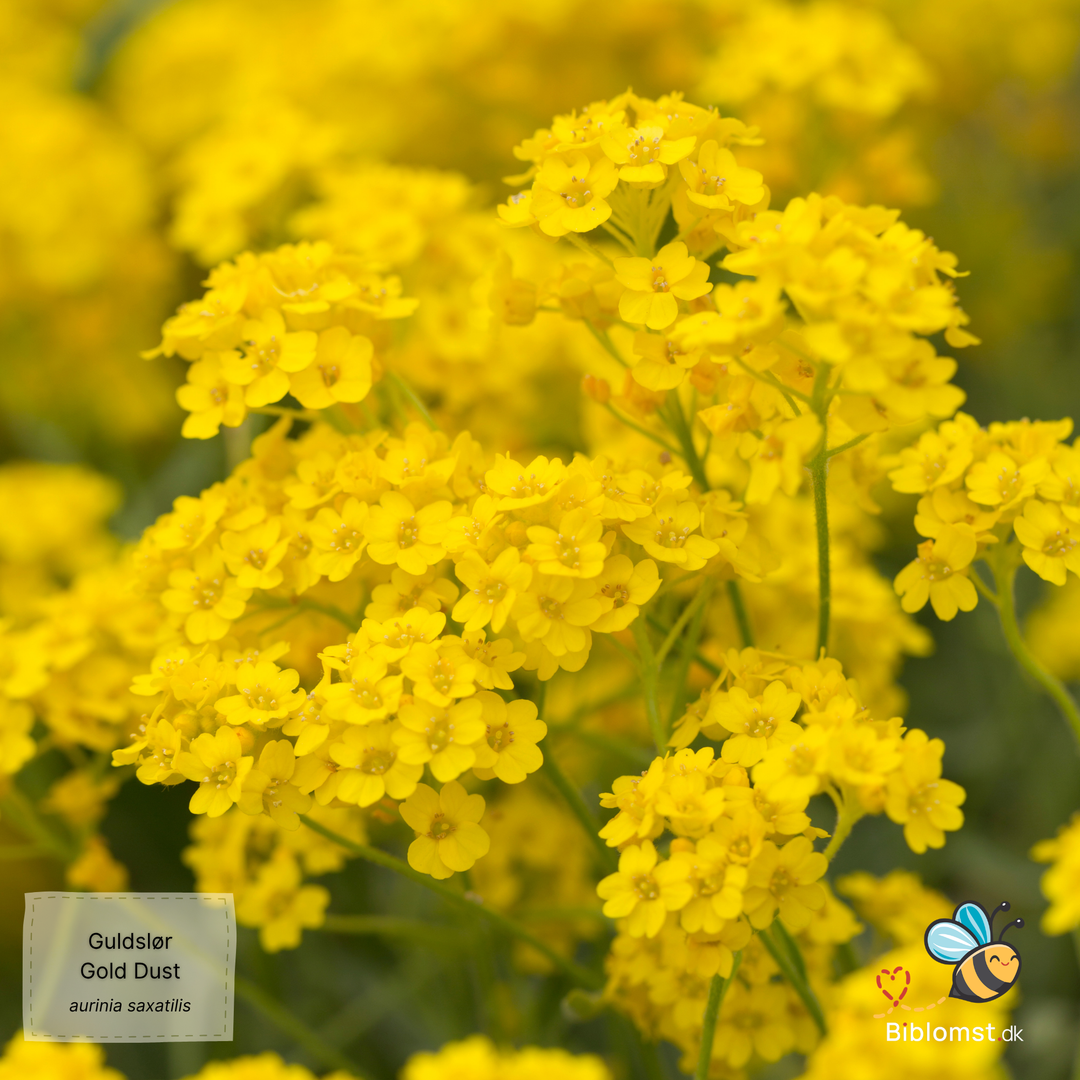 Guldslør – Aurinia saxatilis ’Gold Dust’