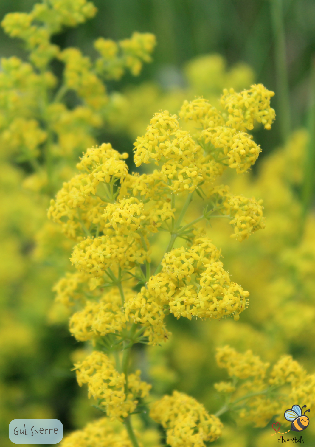 Gul snerre - galium verum