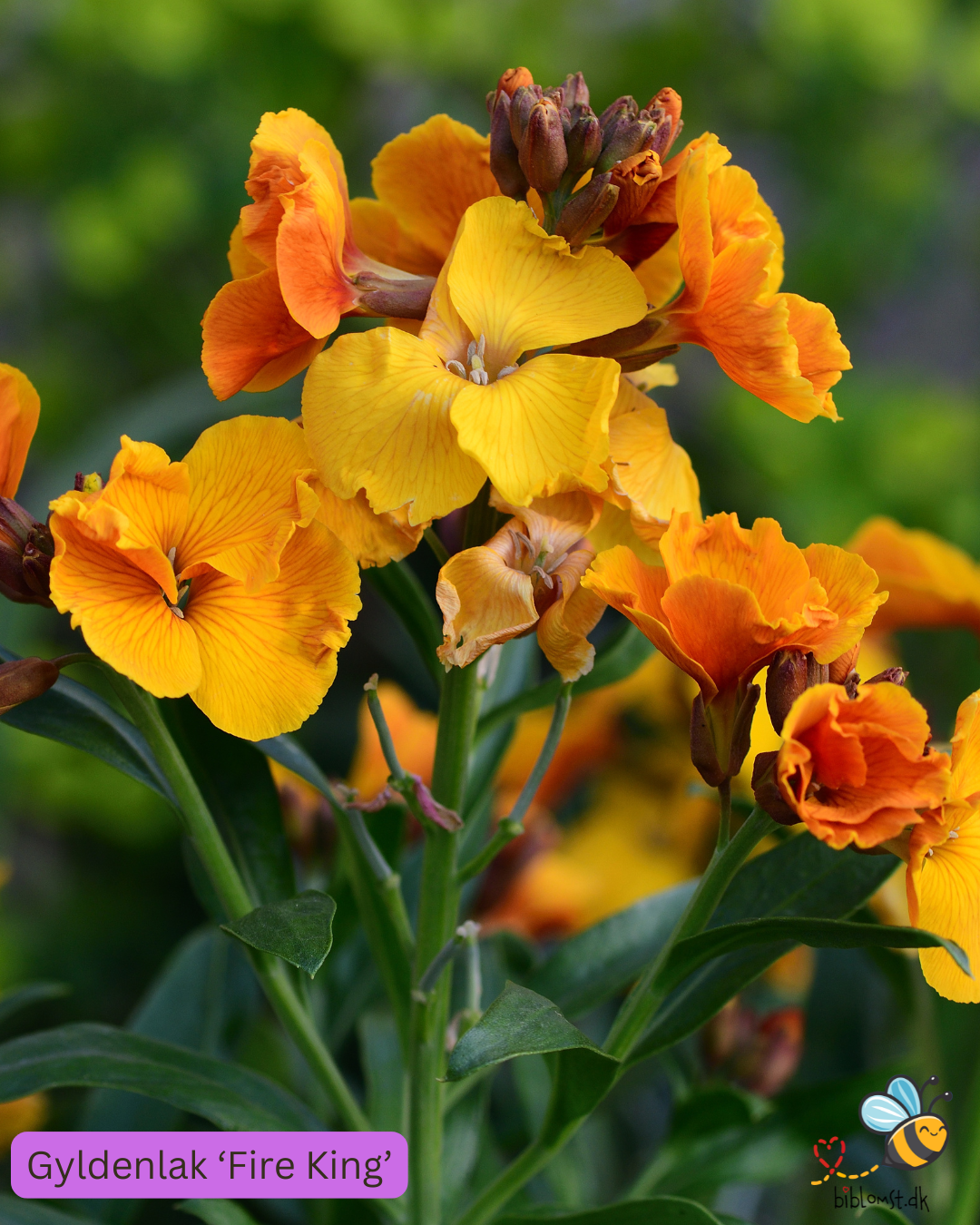 Gyldenlak – Erysimum cheiri ’Fire King’