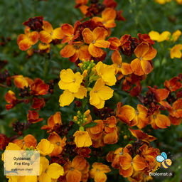Gyldenlak – Erysimum cheiri ’Fire King’