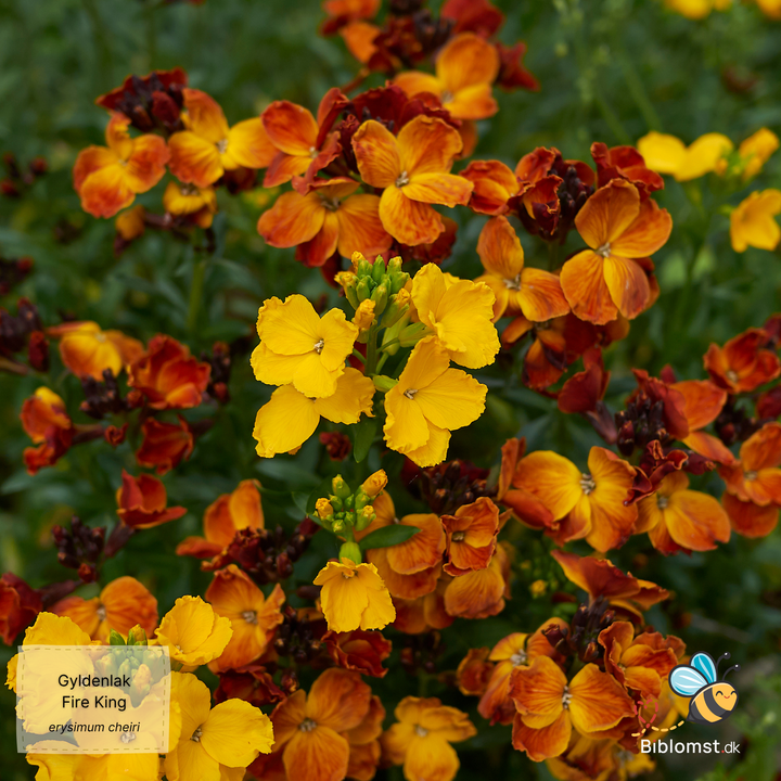 Gyldenlak – Erysimum cheiri ’Fire King’