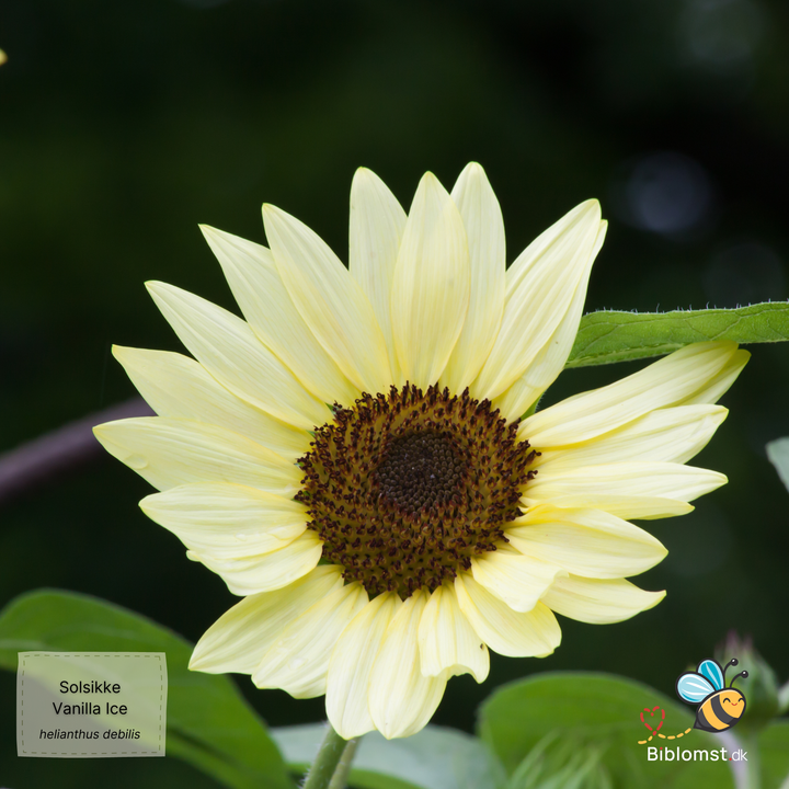 Solsikke Vanilla Ice - helianthus debilis