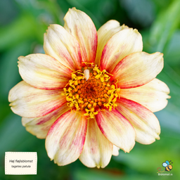 Høj fransk fløjlsblomst, enkeltblomstret blanding - Tagetes patula