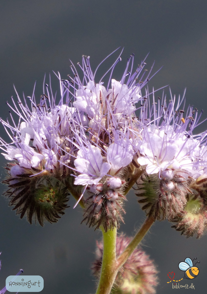 Honningurt – Phacelia tanacetifolia