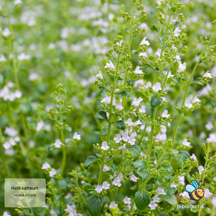 Hvid Katteurt - nepeta cataria