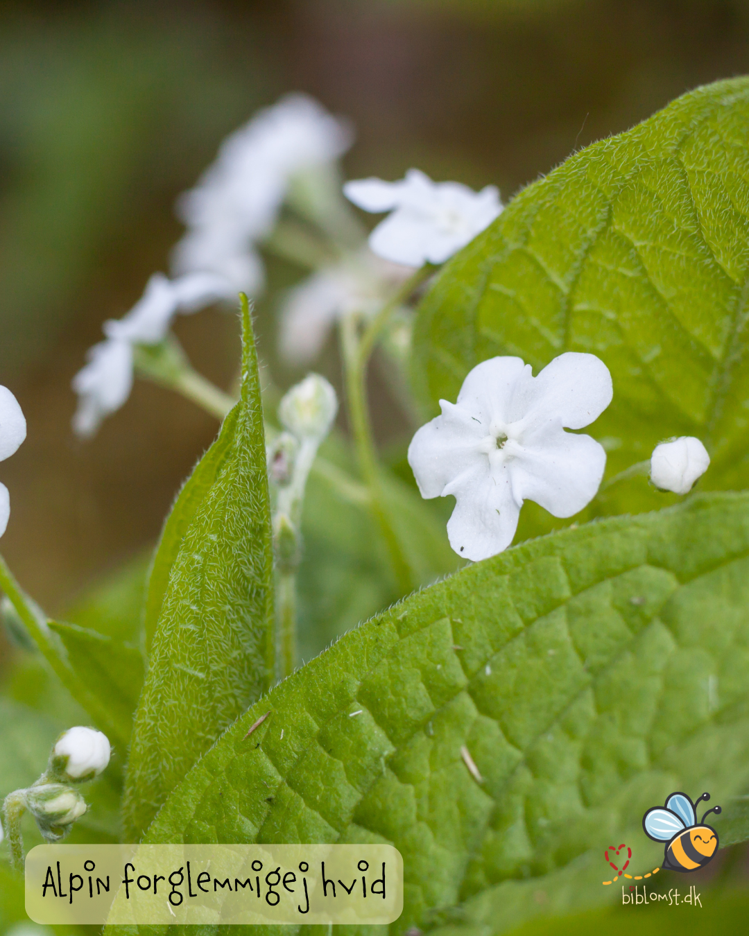 Hvid alpin forglemmigej - myosotis alpestris