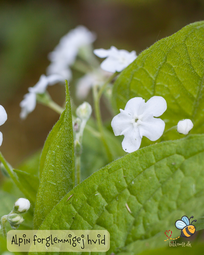 Hvid alpin forglemmigej - myosotis alpestris