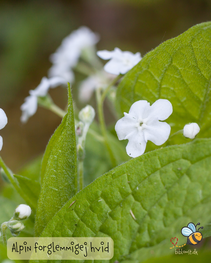 Hvid alpin forglemmigej - myosotis alpestris