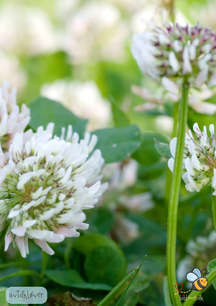 Hvidkløver - Trifolium repens