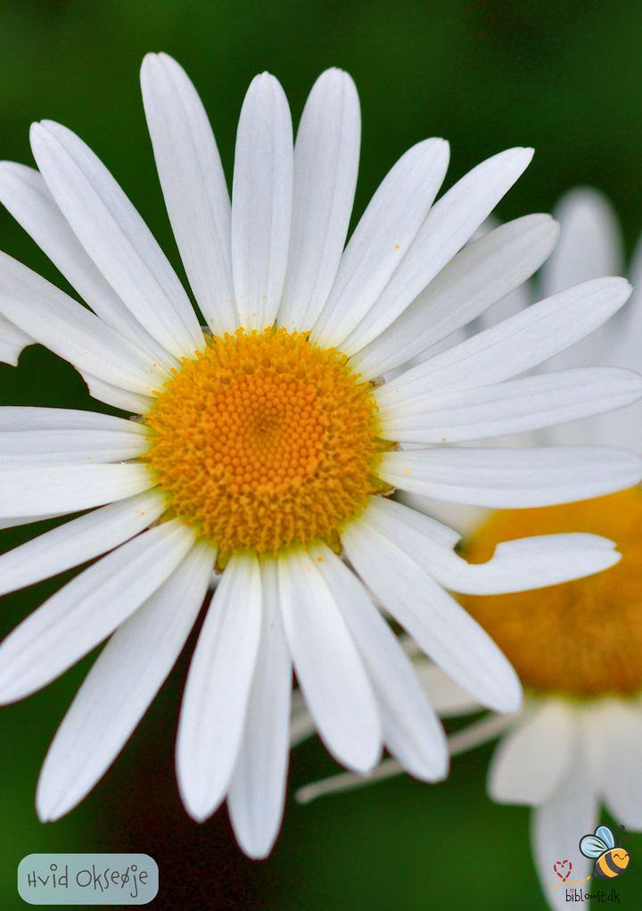 Hvid okseøje Leucanthemum vulgare