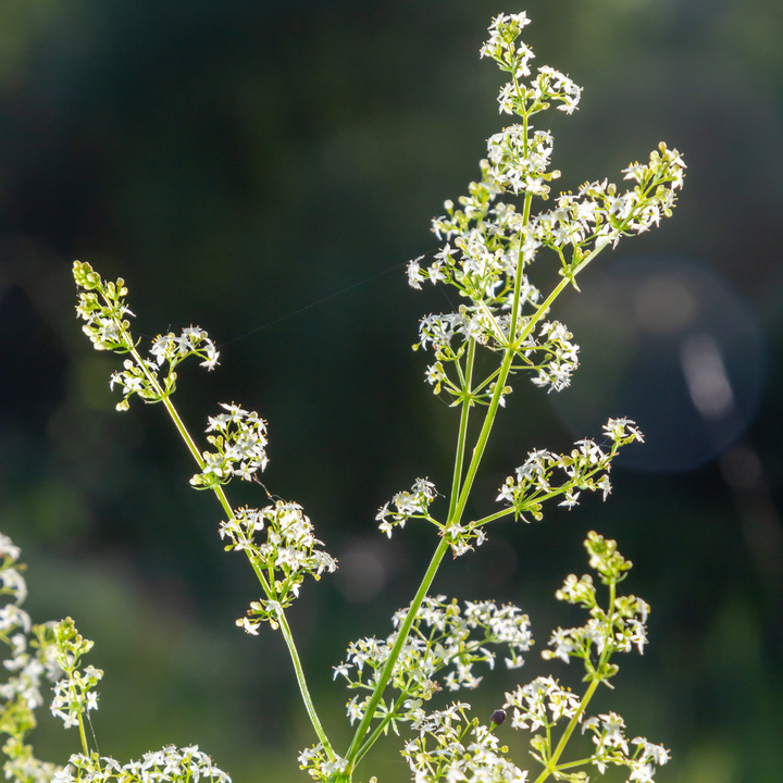 Hvid snerre - Galium mollugo