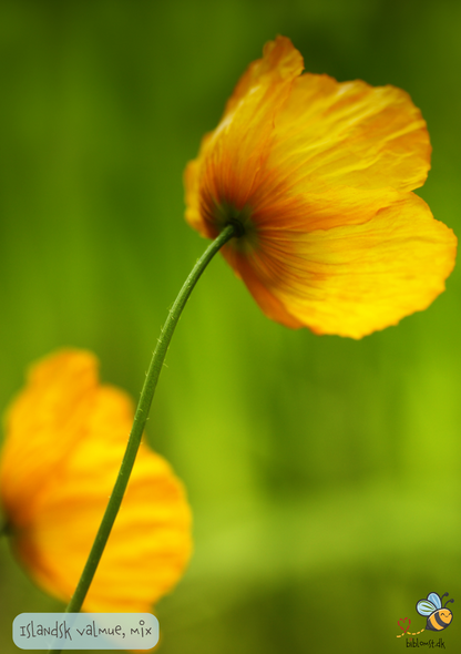 Islandsk Valmue – Papaver nudicaule