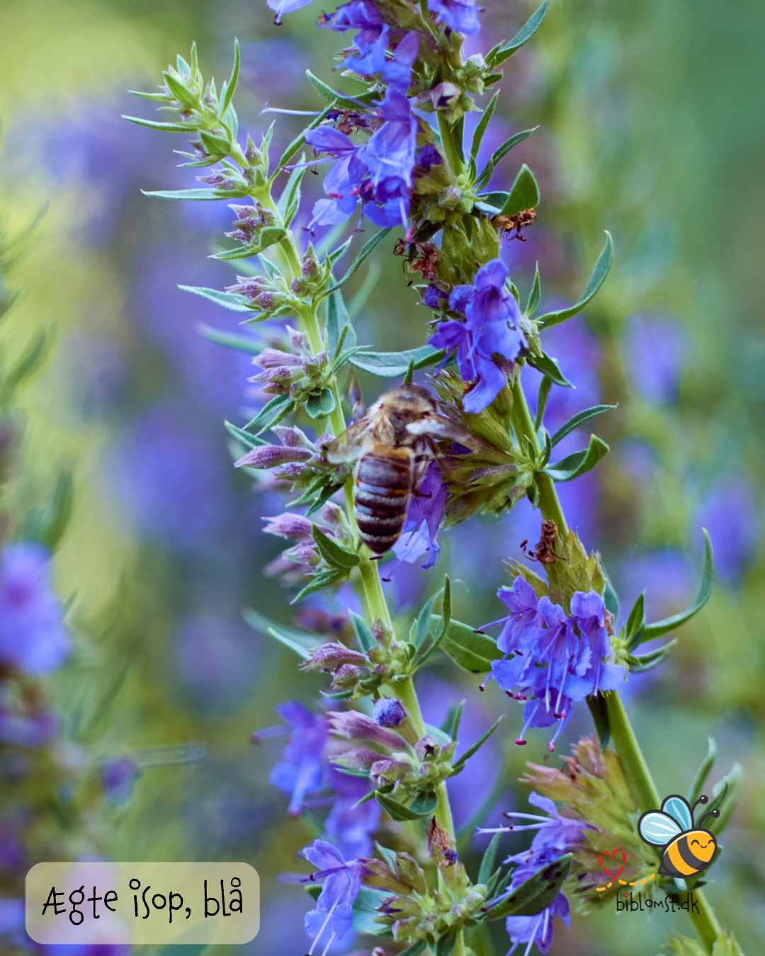 Isop Ægte - Hyssopus officinalis 'blue'