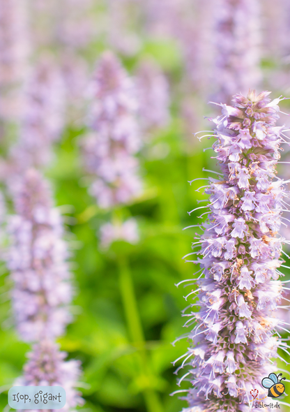 Isop Gigant - Agastache mexicana