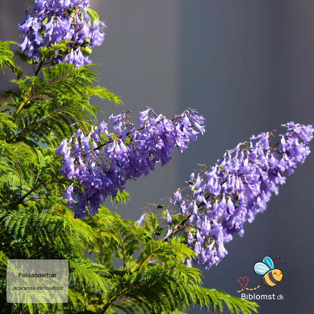 Palisandertræ - Jacaranda mimosifolia