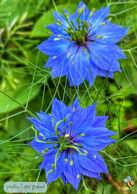 Jomfru i det grønne -  Nigella damascena