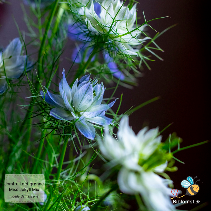 Jomfru i det grønne – Nigella damascena ‘Miss Jekyll Mix’