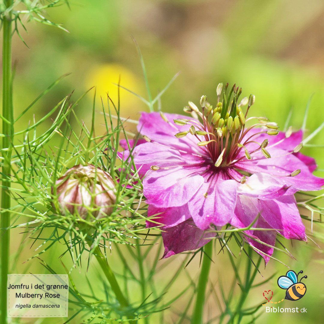 Jomfru i det grønne – Nigella damascena ’Mulberry Rose’
