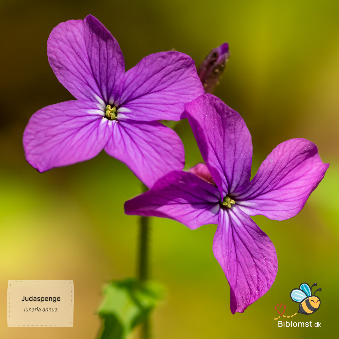 Judaspenge – Lunaria annua violet