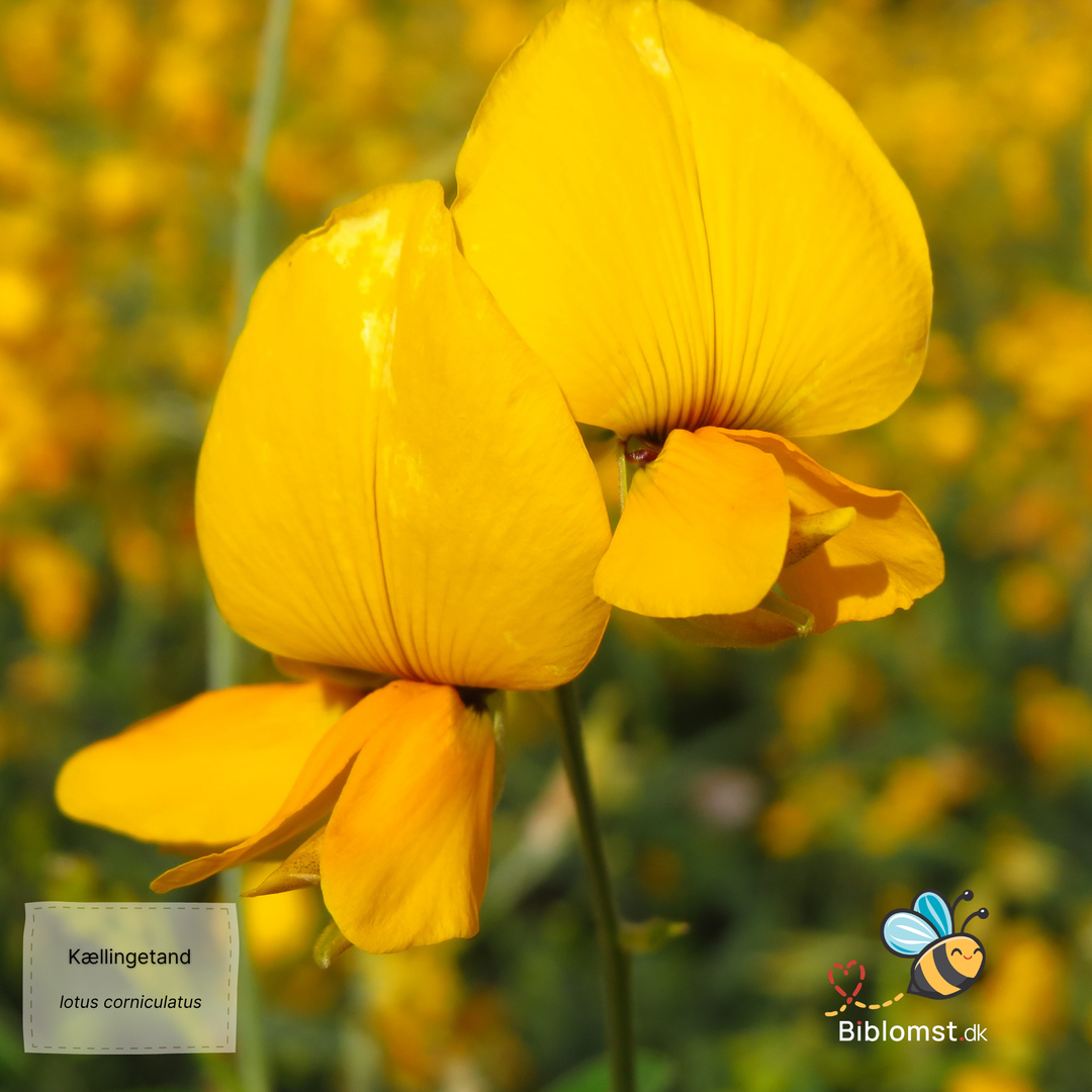 Kællingetand - Lotus corniculatus