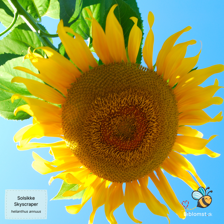 Kæmpesolsikken ‘Skyscraper’ (Konkurrence solsikke) – Helianthus annuus