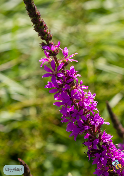 Kattehale - Lythrum salicaria