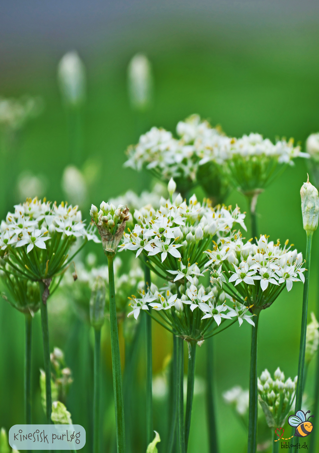 Kinesisk purløg - Allium tuberosum