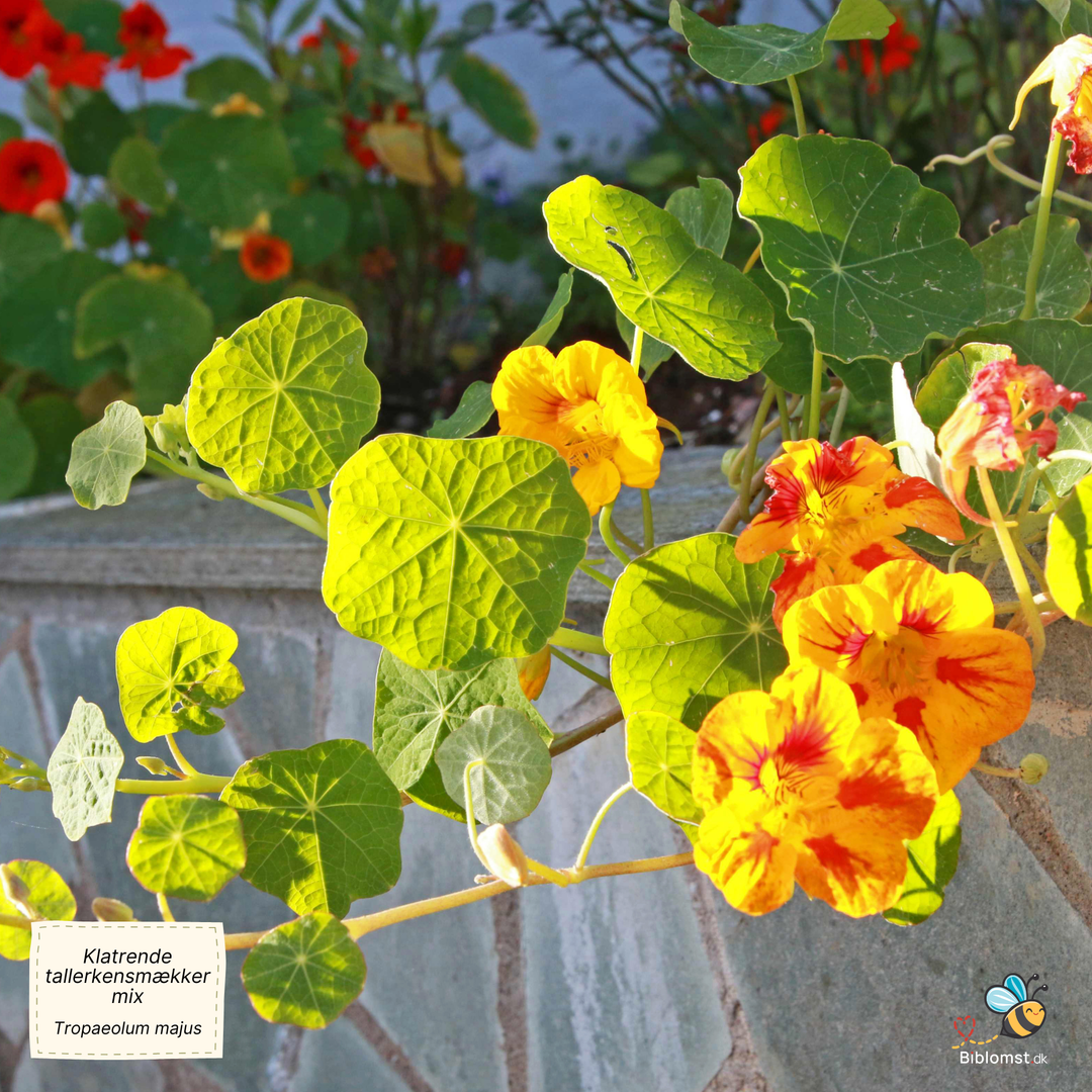 Klatrende tallerkensmækker, blanding - Tropaeolum majus