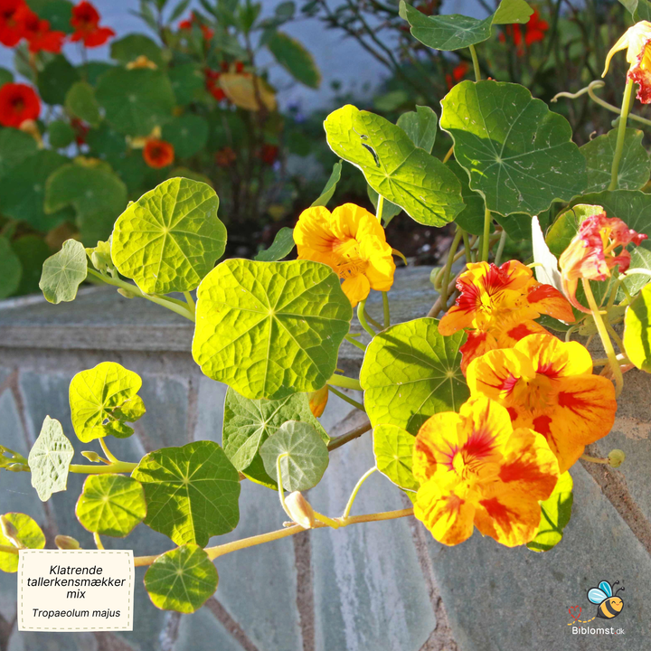 Klatrende tallerkensmækker, blanding - Tropaeolum majus
