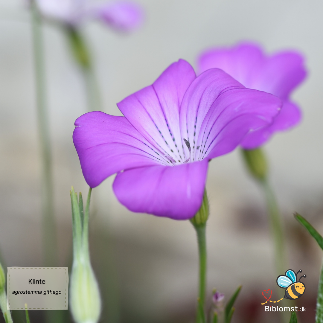 Klinte - Agrostemma githago