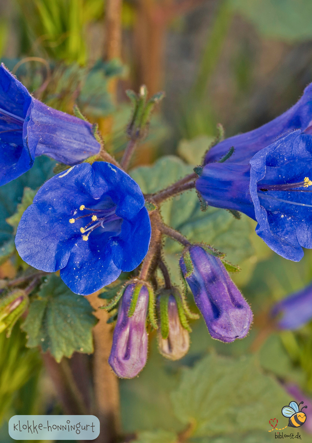 Klokke-honningurt "Desert bluebell" - phacelia campanularia