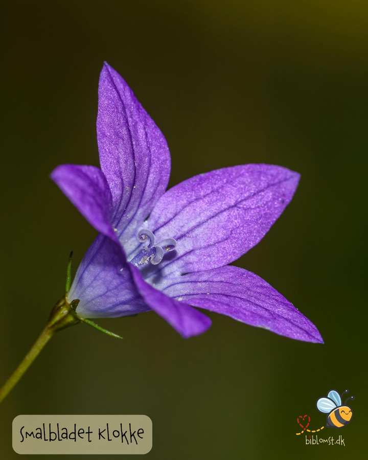Klokke Smalbladet - Campanula persicifolia