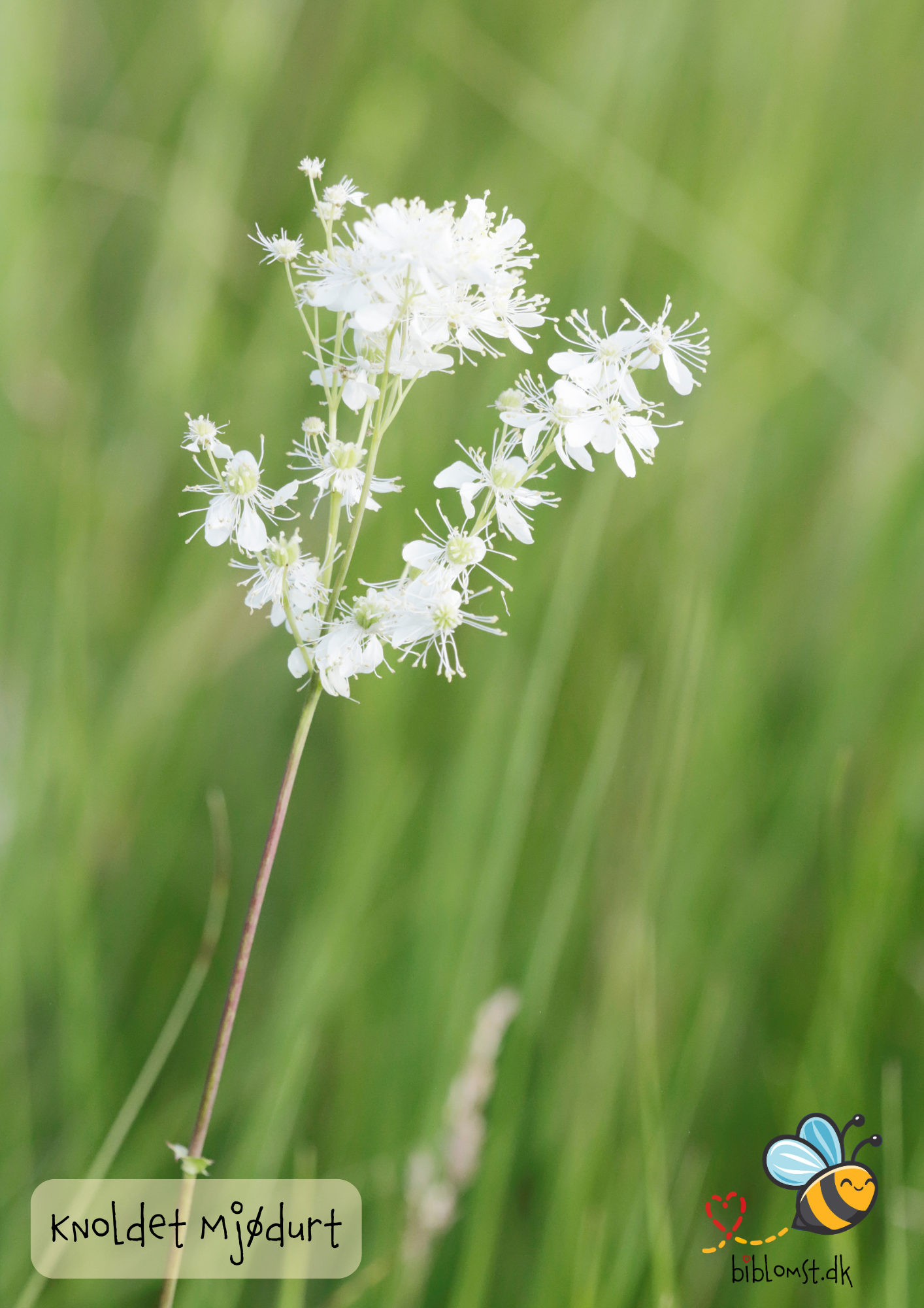 Knoldet mjødurt – Filipendula vulgaris