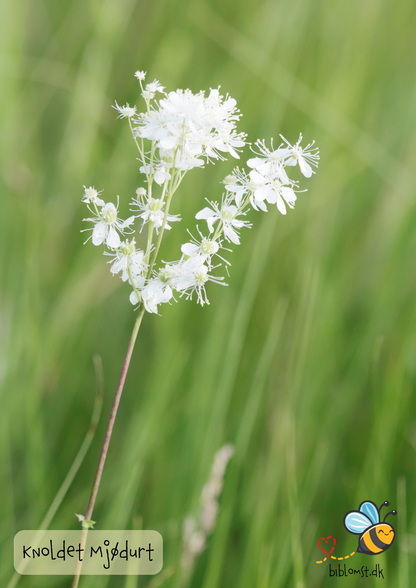 Knoldet mjødurt – Filipendula vulgaris