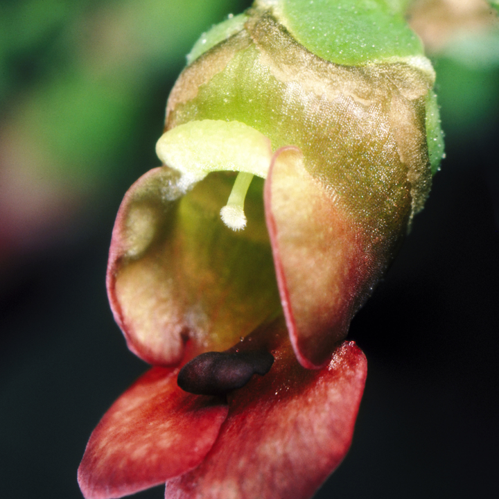Knoldet brunrod - Scrophularia nodosa