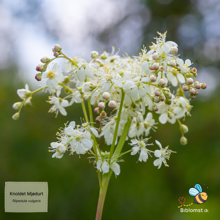 Knoldet mjødurt – Filipendula vulgaris