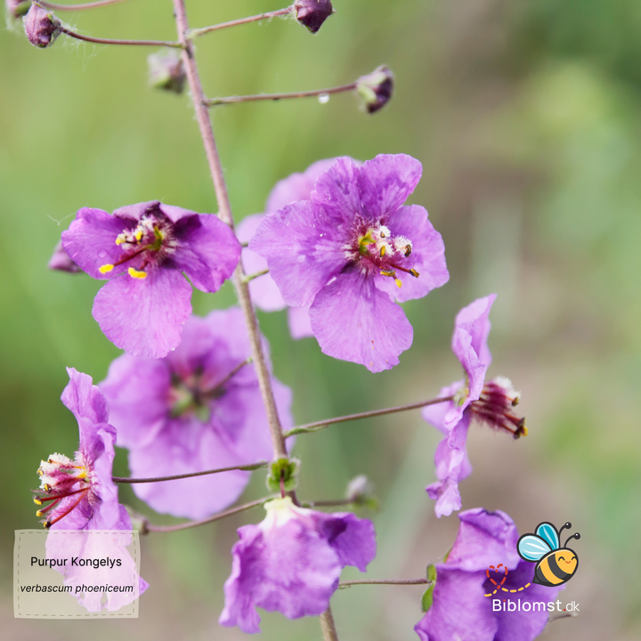 Kongelys mix-farver - verbascum phoeniceum