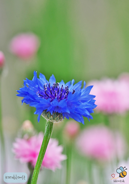 Kornblomst - centaurea cyanus