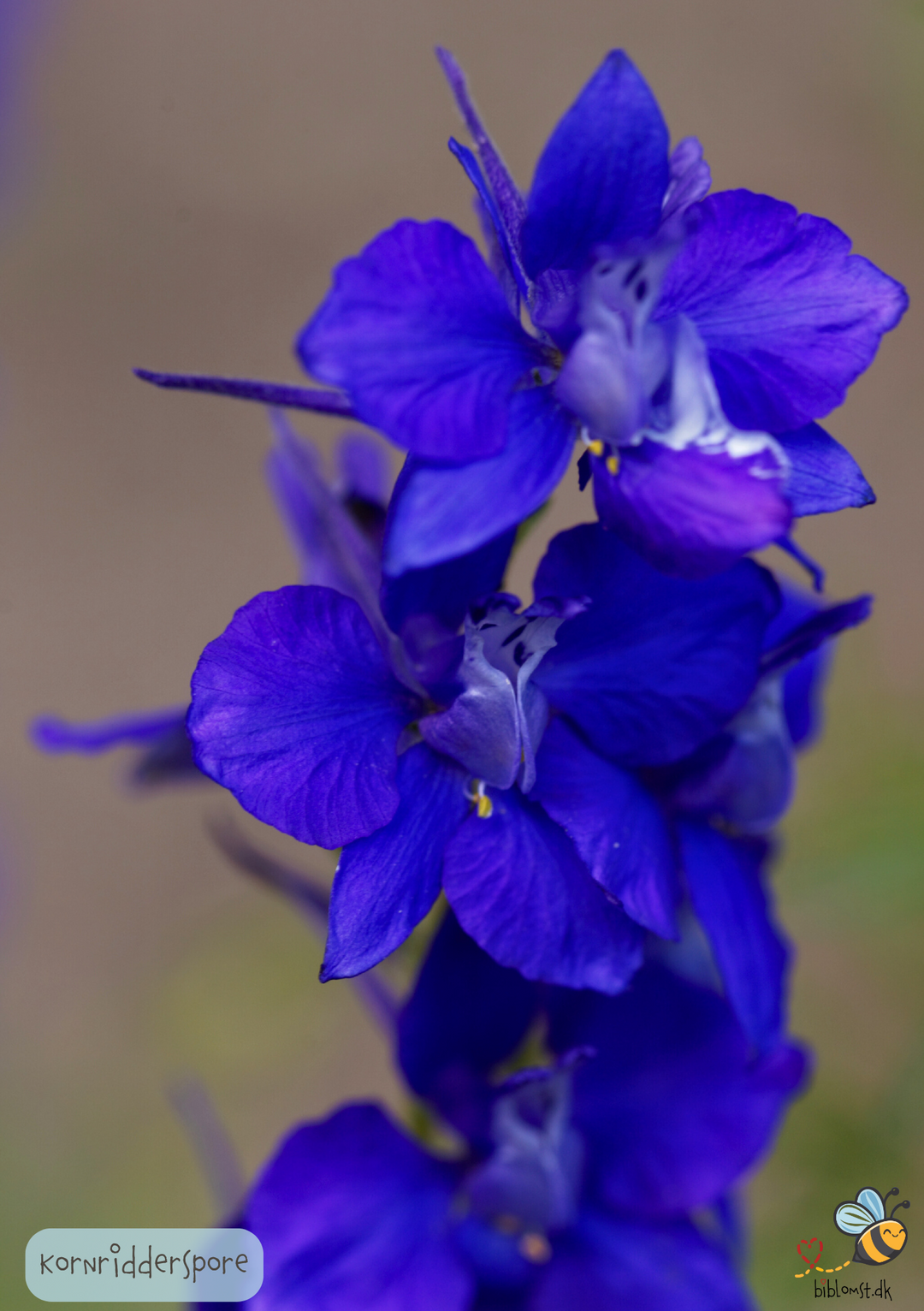 Ridderspore – delphinium consolida MIX