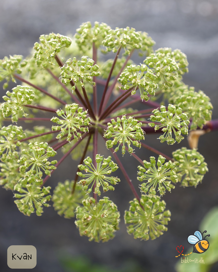 Kvan - Archangelica angelica