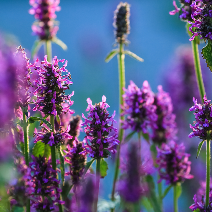 Lægebetonie – Stachys officinalis